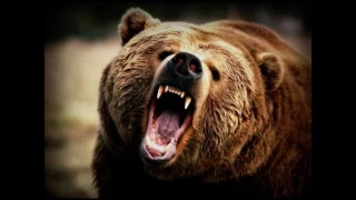 5 Disturbing and Shocking Moments Caught on Video  Bear Attack  Volume 6