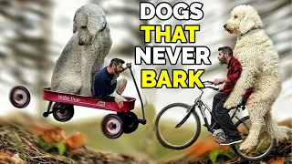 Dog Breeds That Don't Bark | Top 10 Most Quiet Dog Breeds | Most Silent Dog Breeds Ever