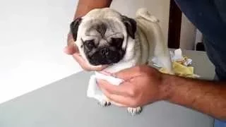 Limpiando arrugas del pug