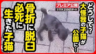 【子猫 保護】子猫の足が...？骨折？公園にひとり、必死に生きた子猫