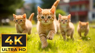 Mischievous Moments With Baby Animals And Relaxing Music - Baby Animals 4K