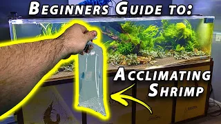 How to Acclimate Freshwater Shrimp [Beginner Shrimp Keeping]