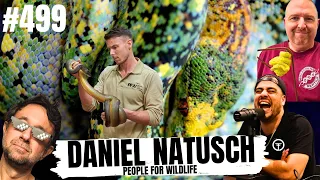 THE TRUTH ABOUT GREEN TREE PYTHONS IN THE WILD | ALL IN THE TREE TUESDAY LIVE