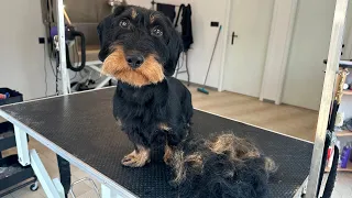 Grooming A Wire Haired Dachshund II Full Video