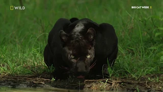 Hiding in the Shadows | The Real Black Panther Trailer | National Geographic UK