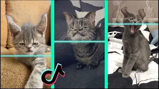 😜Time Warp Scan TikTok Compilation,🐶 DOGS &🐱CATS