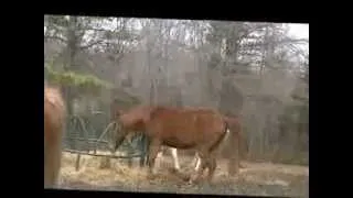 Horse Scared of Own Fart!