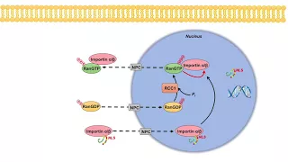 Ran GTPase Cycle and Nuclear Transport | Importins and Exportins