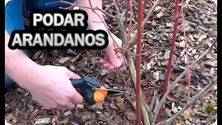 Poda Así El Arándano Y Te Dara Mas Fruta || La Huertina De Toni