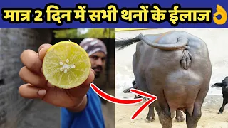 गाय/भैंस का दूध कम आना, छेछडे़ आने का देसी ईलाज|Bhains ka doodh|How to increase cow/buffalo milk.