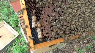 Simple method for new beekeepers to split a hive  Use a double screened dividing board