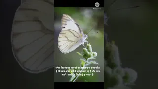 क्यूं दिखाई देती है White Butterfly (White Butterfly spiritual meaning in Hindi)