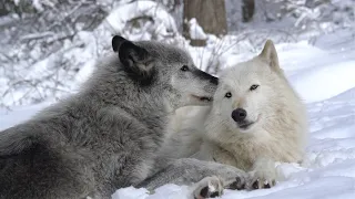 In a quiet moment, wolves show they're not all that different from those we live with and love.