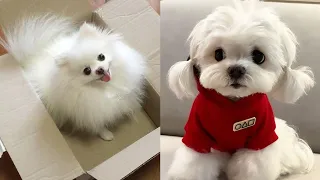 Pomeranian 😍 Cute and Funny Dog Videos Compilation #26