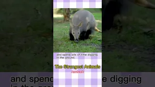 Fun Facts About Aardvark | The strangest animals | Cari Wildlife