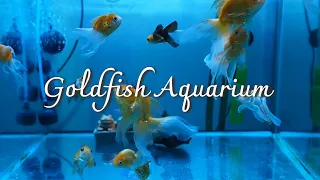 Goldfish Aquarium #Relax music # tv wallpaper