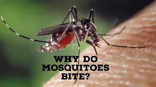 Why do mosquitoes bite?|Mosquito bite|Inspired by Science