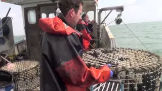 NN114 Halcyon fishing 'the black stuff': cuttlefish potting in Normans Bay, Sussex. Pisces-RFR