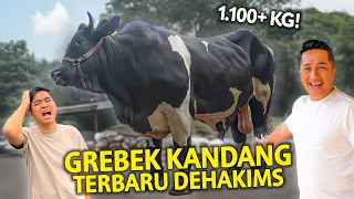 GREBEK KANDANG TERBARU DI DEHAKIMS! SAPI RAKSASA INI DISIAPKAN UNTUK KURBAN?!