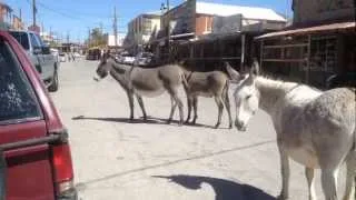 Oatman Arizona | David Fahrny