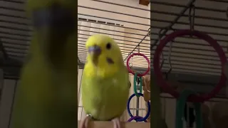 Budgie wheezing croaking sound when breathing.