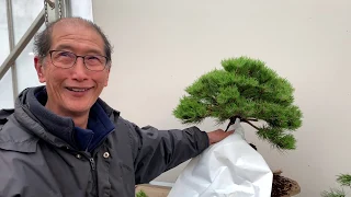 Bonsai Made Easy - How to make a bonsai from a Pine