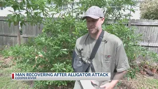 Man recovering after Cooper River alligator attack