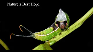 Nature's Best Hope