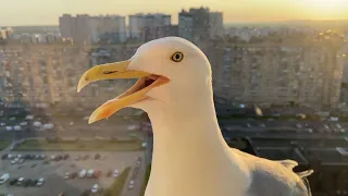 Сушняк у чайки (Seagull)