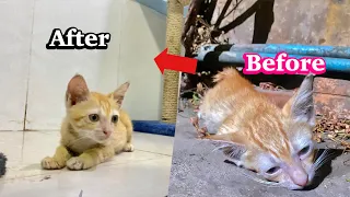 Update: I try to save a dying kitten from constipation was bad condition. No one help | FTC Meow