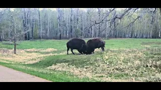 Bison 3