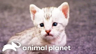 Witness the Cutest Savannah Cats in Action With Their Favorite Toys | Too Cute! | Animal Planet