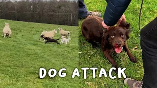 Another Dog Attack - Lambing day 2