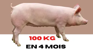Comment Obtenir un Porc de 100kg en 4 mois