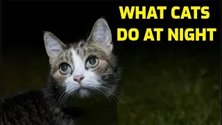 What Do Cats Do When They Go Outside At Night?