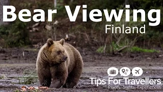 See why Bear Watching in Finland is totally incredible, and something you have to do..