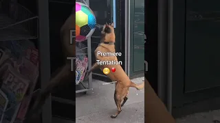 Luppa en heure à du résister à plusieurs tentations dans les rues de Paris 😁 #youtubeshorts