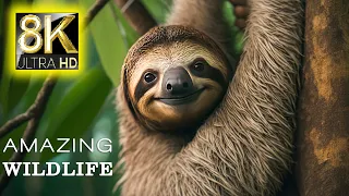 8K HDR 60FPS Dolby Vision - Amazing Wildlife In 8K Video ULTRA HD - Relaxing Music With Animals