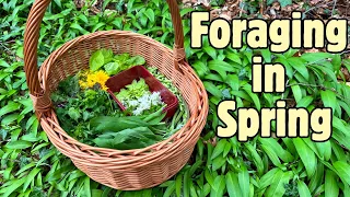 Foraging Walk in Spring- Wild Edible Greens and Flowers 🍃🌼