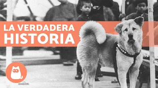 La EMOTIVA historia de HACHIKO, el perro fiel 🐶