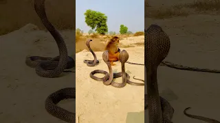 Cobra snake 🐍 and monkey