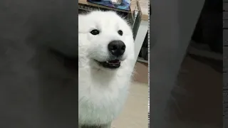 Samoyed softly howling