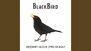 Blackbird