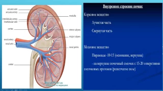 МОЧЕВЫДЕЛИТЕЛЬНАЯ СИСТЕМА. ПОЧКИ, МОЧЕТОЧНИКИ