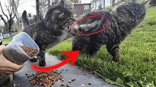 A tabby cat pawing to avoid sharing its food