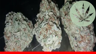 Devil Fruit - All About This Strain