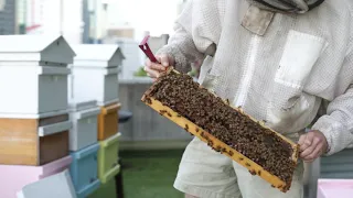 Bee One Third - Australia's rooftop beekeepers