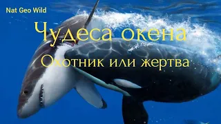 Nat Geo Wild.Чудеса океана. Охотник или жертва.