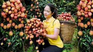 Harvesting Litchi Fruit Goes To The Market Sell | Gardening - Build Farm Life  - Live With Nature