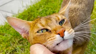 Как чаузи ладят с детьми? 🤔😺Реакция кошки Астрид на Аню😱